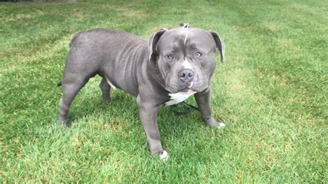American bully with uncropped ears - Download American Blue Bully Uncropped Ears stock photos. Free or royalty-free photos and images. Use them in commercial designs under lifetime, ...